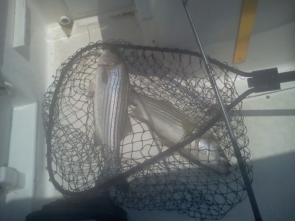 Jordan Lake Striper Fishing 71011 NC Angler Forums